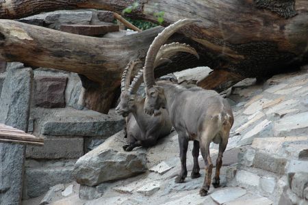 Alpenzoo